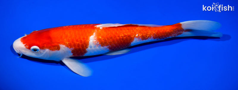12.5" GINRIN KOHAKU