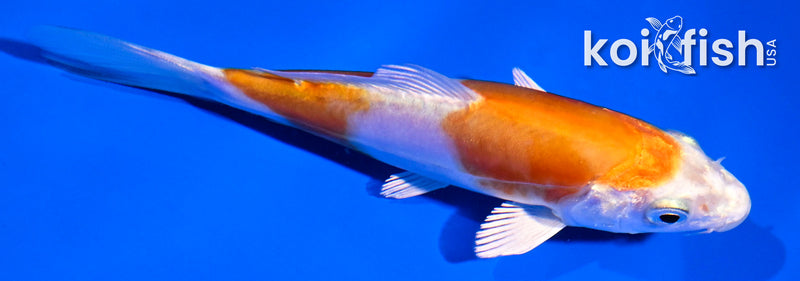 4.5" LEATHER KIKUSUI