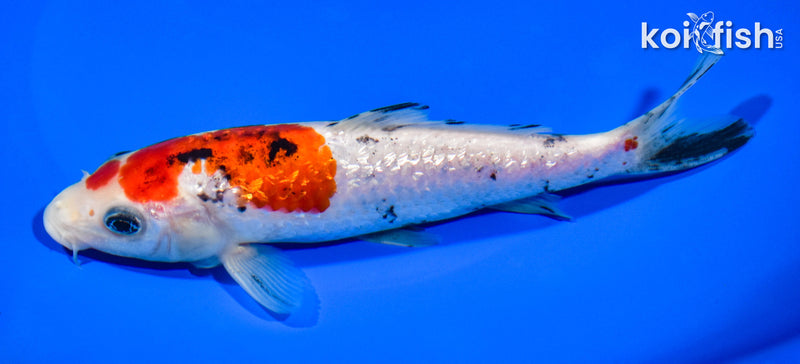 6.25" GINRIN SANKE