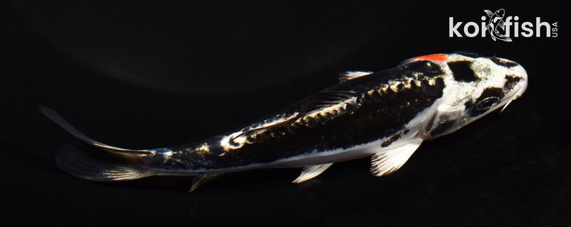 5.25" BENI KIKOKURYU