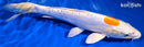 10.75" KIKUSUI