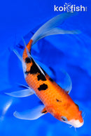 9.5" AKA SANKE BUTTERFLY