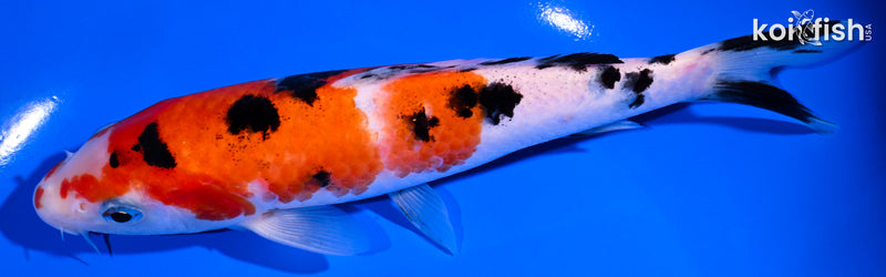 7" SANKE