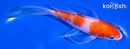 5.75" KOHAKU BUTTERFLY