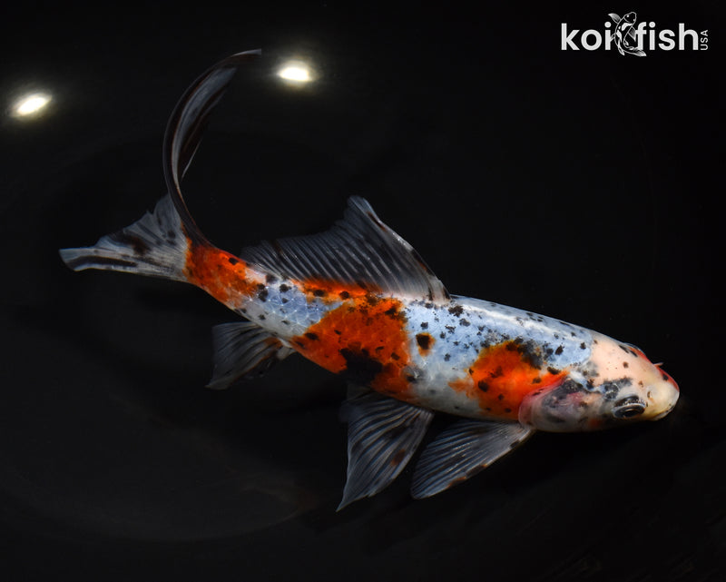 7.75" SHUBUNKIN GOLDFISH