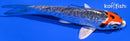4.25" TANCHO BENI KIKOKURYU