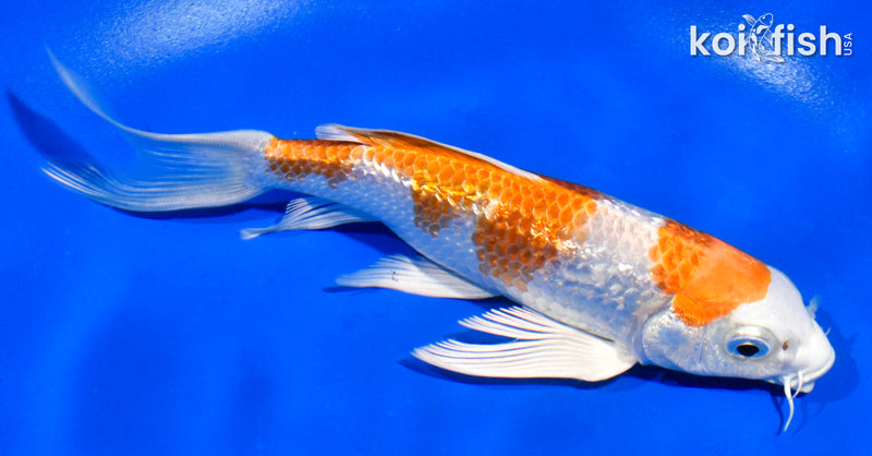 5.5" GINRIN HARIWAKE BUTTERFLY