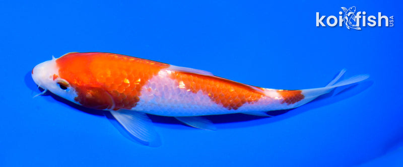 6" GINRIN SANDAN KOHAKU