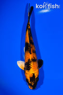 8" KIN HI UTSURI