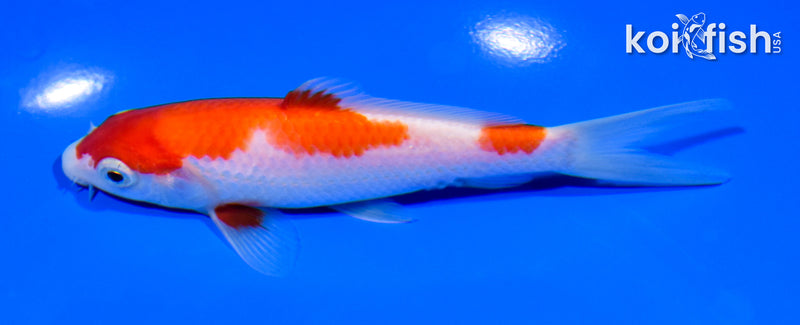 5.25" KOHAKU