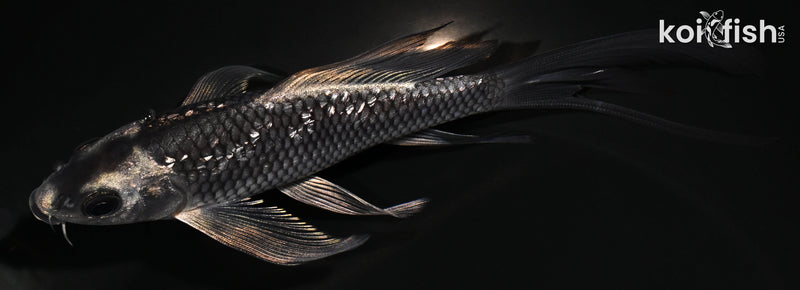 6" GINRIN METALLIC SORAGOI BUTTERFLY