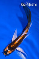4.5" BENI KIKOKURYU BUTTERFLY
