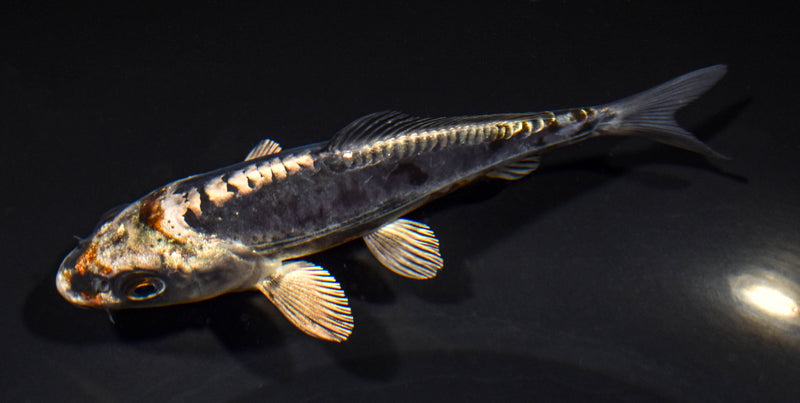 5.5" BENI KIKOKURYU