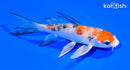 5.25" YAMATO NISHIKI BUTTERFLY