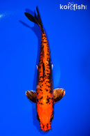 11.75" ARAGOKE BENI KIKOKURYU