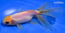 5.25" ORANDA GOLDIFSH