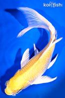 8.5" YAMABUKI OGON BUTTERFLY