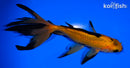 5" WATONAI GOLDFISH