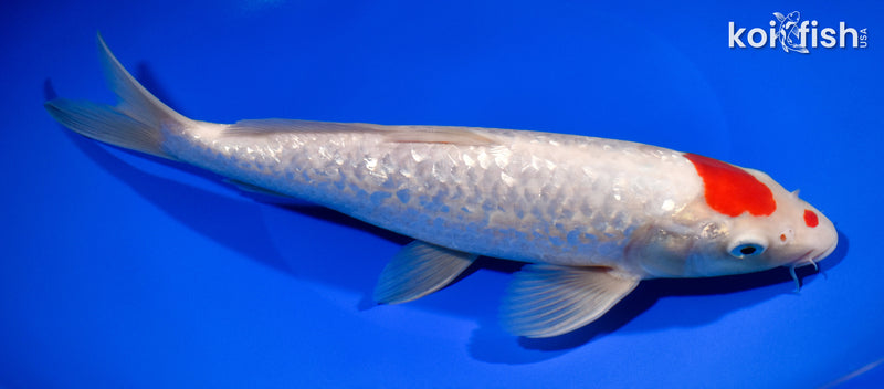 10.5" GINRIN MARUTEN KOHAKU