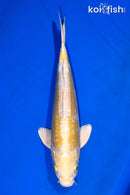 12.5" DOITSU HARIWAKE