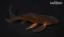 6.75" GINRIN CHAGOI BUTTERFLY