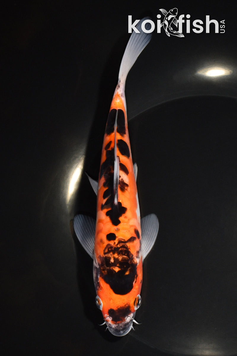 7.25" ARAGOKE BENI KUMONRYU