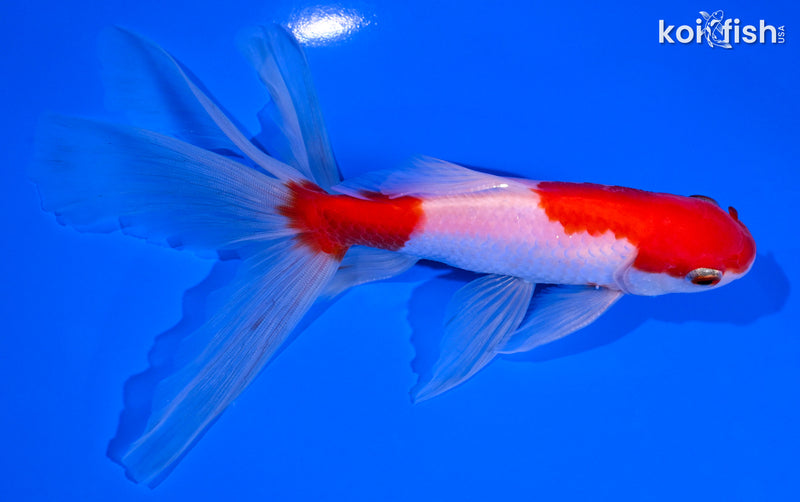 6" SARASA WATONAI GOLDFISH