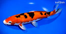 13" AKA SANKE