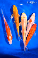 PACK OF (5) 5.25-6" STANDARD KOI
