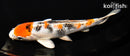 6.5" YAMATO NISHIKI