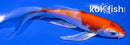5.75" HARIWAKE BUTTERFLY