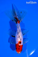 6" CALICO WATONAI GOLDFISH