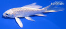 4" GINRIN PLATINUM OGON BUTTERFLY