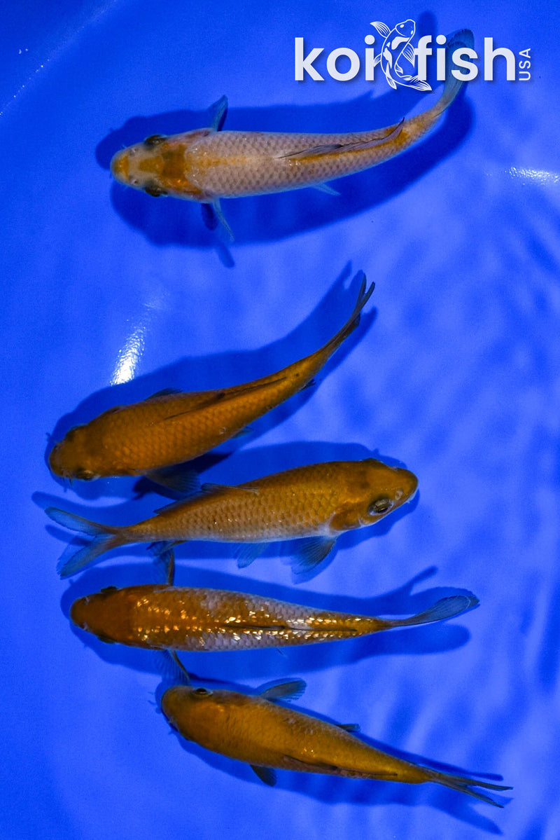 PACK OF (5) 3.5"-3.75" STANDARD KOI