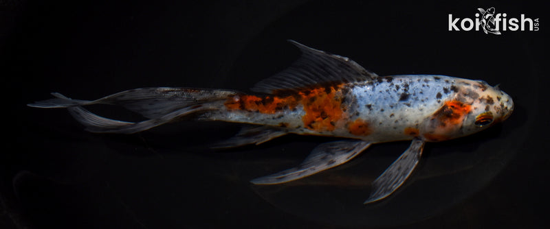 8.25" SHUBUNKIN GOLDFISH