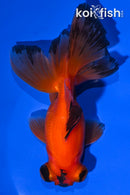 5" TELESCOPE FANTAIL GOLDFISH