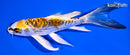 5.75" ARAGOKE KIN KIKOKURYU BUTTERFLY