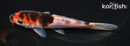 5.25" GOROMO