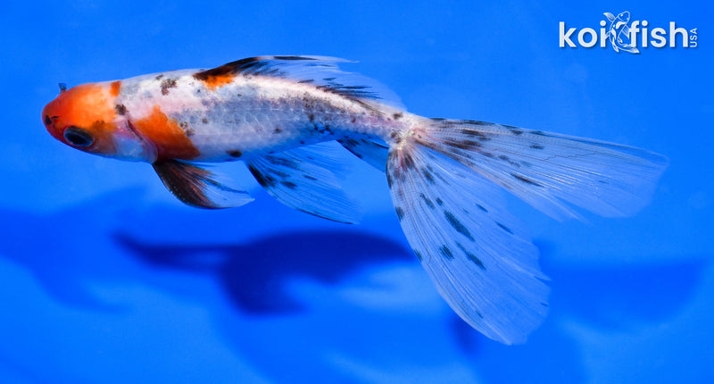 5.5" FANTAIL GOLDFISH