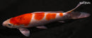 12.75" GOROMO