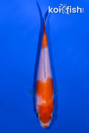 4" KOHAKU