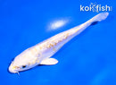 5" LEMON HARIWAKE