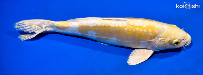 12.5" DOITSU HARIWAKE