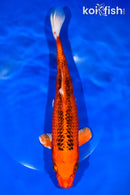 10.75" ORENJI MATSUBA