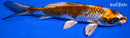 7.5" BENI GINGA