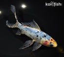 7.5" SHUBUNKIN GOLDFISH