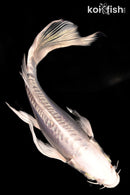 5.75" GIN MATSUBA BUTTERFLY