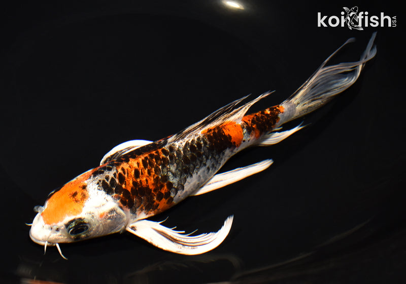 8.25" YAMATO NISHIKI BUTTERFLY