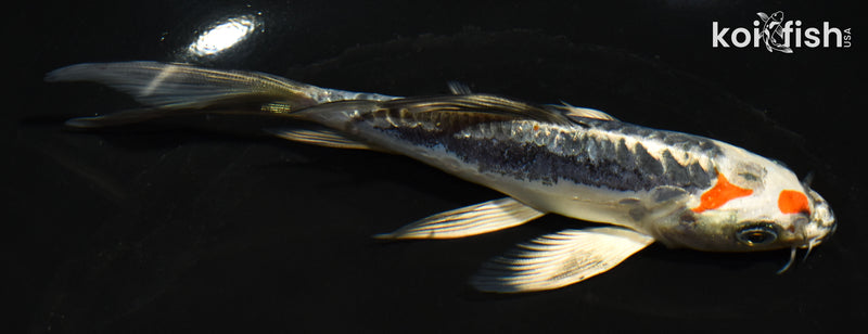 6" BENI KIKOKURYU BUTTERFLY