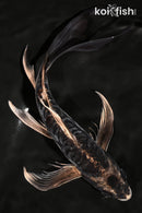 9.5" BENI KIKOKURYU BUTTERFLY